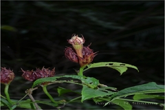 Trichosanthes tricuspidata